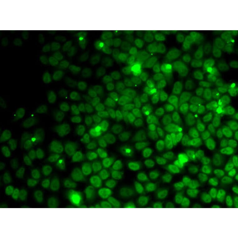 Immunofluorescence - Anti-UFD1L Antibody (A89538) - Antibodies.com