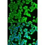 Immunofluorescence - Anti-RPLP0 Antibody (A89539) - Antibodies.com