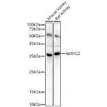 Western Blot - Anti-AKR1C1/AKR1C2 Antibody (A89541) - Antibodies.com