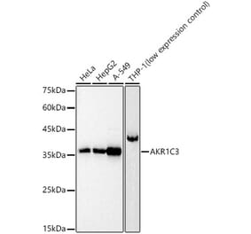 Western Blot - Anti-AKR1C3 Antibody (A89542) - Antibodies.com