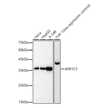 Western Blot - Anti-AKR1C3 Antibody (A89542) - Antibodies.com