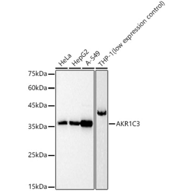 Western Blot - Anti-AKR1C3 Antibody (A89542) - Antibodies.com