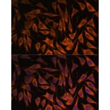 Immunofluorescence - Anti-MRPS35 Antibody (A89543) - Antibodies.com