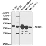 Western Blot - Anti-AKR1A1 Antibody (A89545) - Antibodies.com