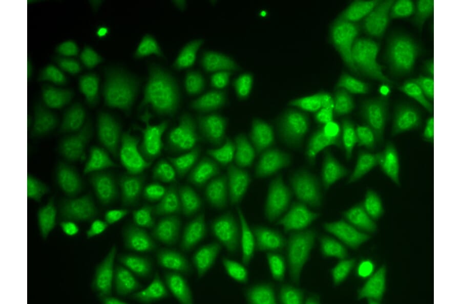 Immunofluorescence - Anti-AKR1A1 Antibody (A89545) - Antibodies.com