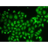 Immunofluorescence - Anti-AKR1A1 Antibody (A89545) - Antibodies.com