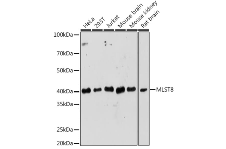 Western Blot - Anti-G protein beta subunit like/GBL Antibody (A89549) - Antibodies.com