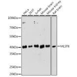 Western Blot - Anti-G protein beta subunit like/GBL Antibody (A89549) - Antibodies.com