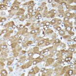 Immunohistochemistry - Anti-G protein beta subunit like/GBL Antibody (A89549) - Antibodies.com