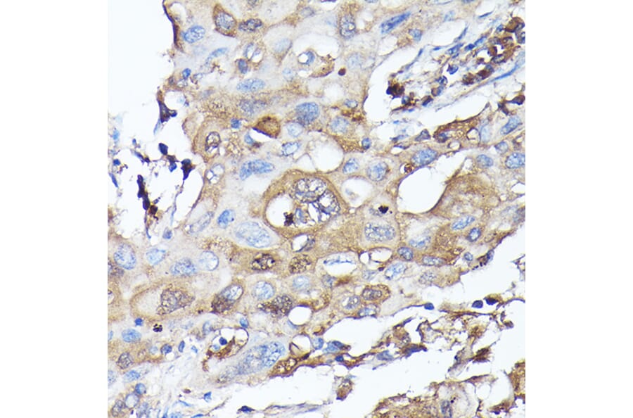 Immunohistochemistry - Anti-G protein beta subunit like/GBL Antibody (A89549) - Antibodies.com