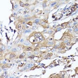 Immunohistochemistry - Anti-G protein beta subunit like/GBL Antibody (A89549) - Antibodies.com