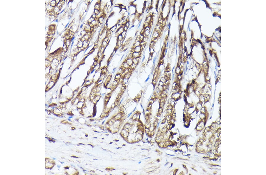 Immunohistochemistry - Anti-G protein beta subunit like/GBL Antibody (A89549) - Antibodies.com