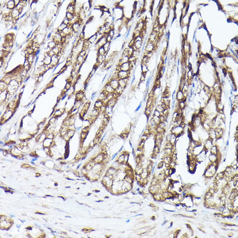 Immunohistochemistry - Anti-G protein beta subunit like/GBL Antibody (A89549) - Antibodies.com