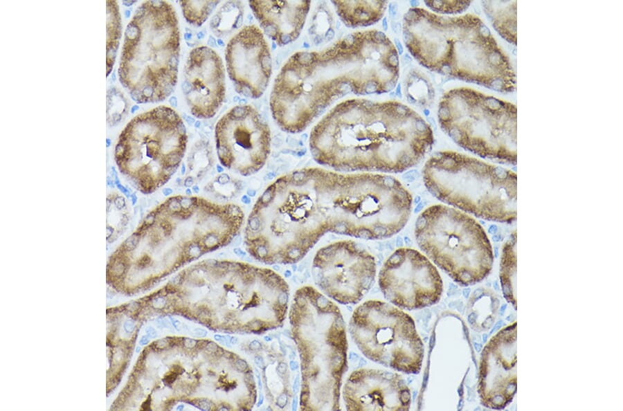 Immunohistochemistry - Anti-G protein beta subunit like/GBL Antibody (A89549) - Antibodies.com