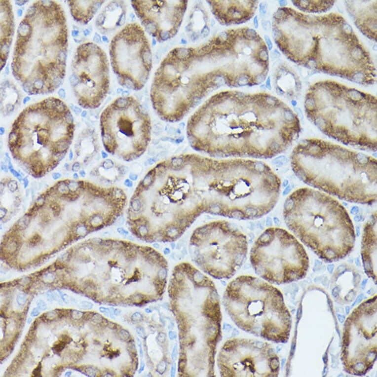 Immunohistochemistry - Anti-G protein beta subunit like/GBL Antibody (A89549) - Antibodies.com