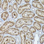 Immunohistochemistry - Anti-G protein beta subunit like/GBL Antibody (A89549) - Antibodies.com