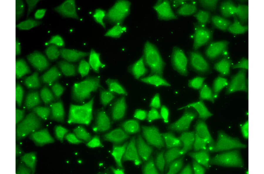 Immunofluorescence - Anti-G protein beta subunit like/GBL Antibody (A89549) - Antibodies.com
