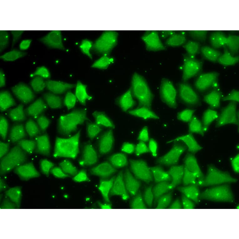 Immunofluorescence - Anti-G protein beta subunit like/GBL Antibody (A89549) - Antibodies.com