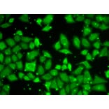 Immunofluorescence - Anti-G protein beta subunit like/GBL Antibody (A89549) - Antibodies.com