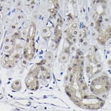 Immunohistochemistry - Anti-PPP1CB Antibody (A89551) - Antibodies.com