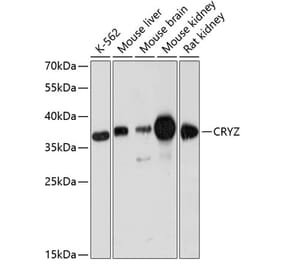 Western Blot - Anti-Quinone oxidoreductase Antibody (A89553) - Antibodies.com