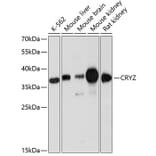 Western Blot - Anti-Quinone oxidoreductase Antibody (A89553) - Antibodies.com