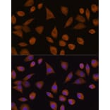 Immunofluorescence - Anti-Quinone oxidoreductase Antibody (A89553) - Antibodies.com