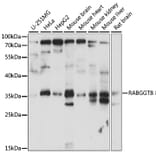 Western Blot - Anti-RABGGTB Antibody (A89557) - Antibodies.com