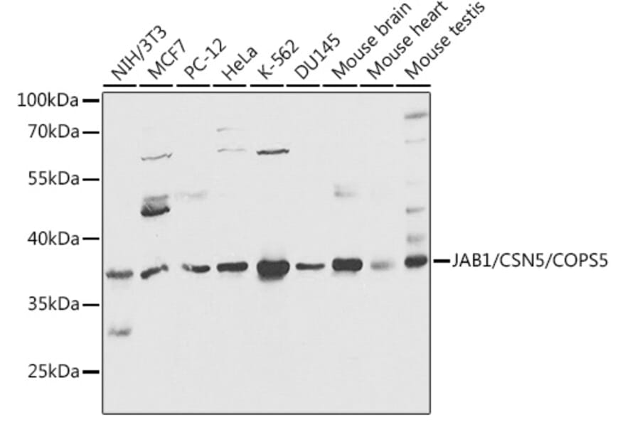 Western Blot - Anti-JAB1 Antibody (A89558) - Antibodies.com