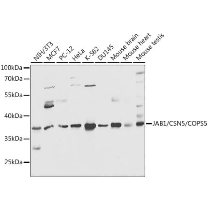 Western Blot - Anti-JAB1 Antibody (A89558) - Antibodies.com
