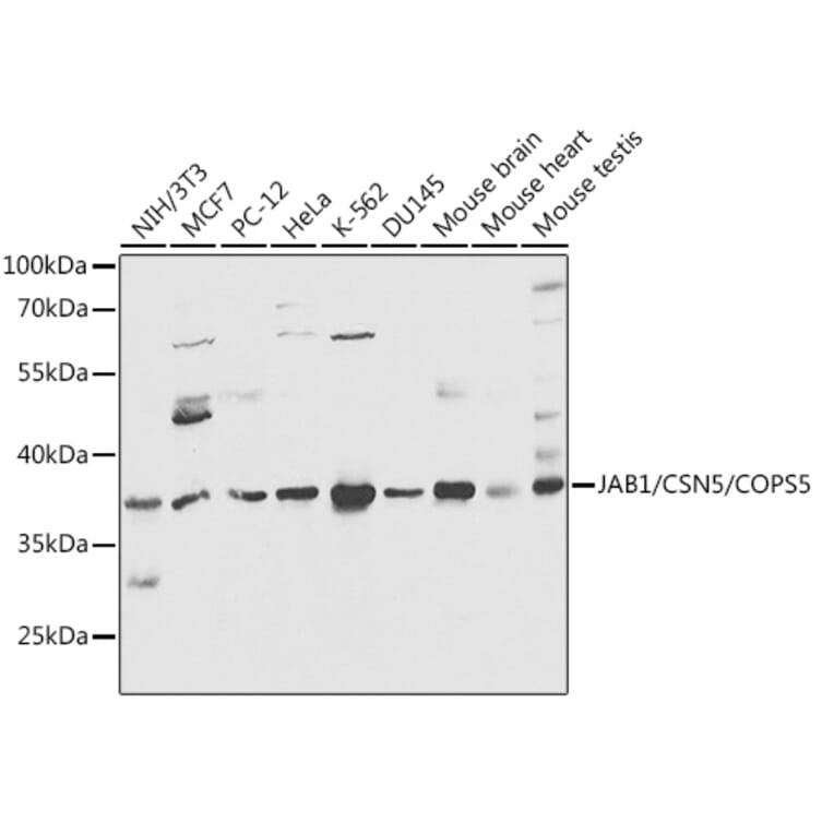 Western Blot - Anti-JAB1 Antibody (A89558) - Antibodies.com