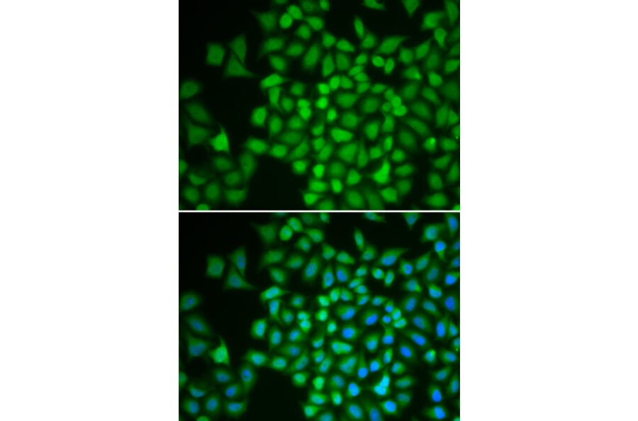 Immunofluorescence - Anti-JAB1 Antibody (A89558) - Antibodies.com