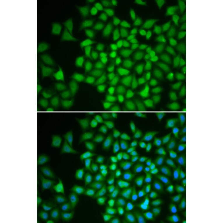Immunofluorescence - Anti-JAB1 Antibody (A89558) - Antibodies.com