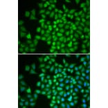 Immunofluorescence - Anti-JAB1 Antibody (A89558) - Antibodies.com
