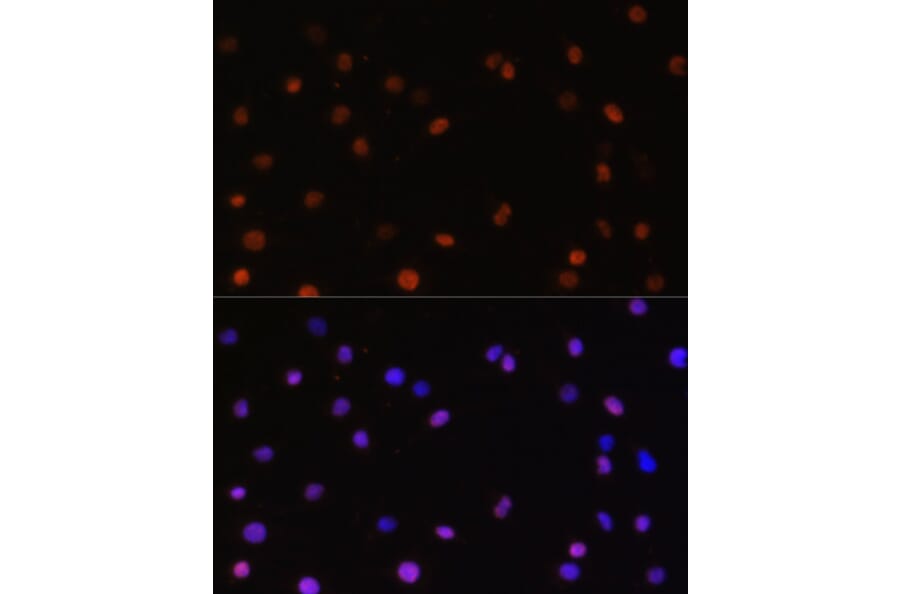 Immunofluorescence - Anti-JAB1 Antibody (A89558) - Antibodies.com