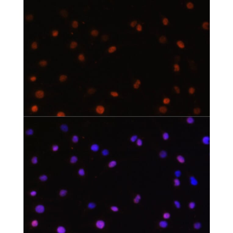 Immunofluorescence - Anti-JAB1 Antibody (A89558) - Antibodies.com