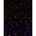 Immunofluorescence - Anti-JAB1 Antibody (A89558) - Antibodies.com