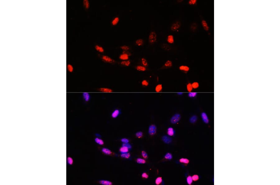 Immunofluorescence - Anti-JAB1 Antibody (A89558) - Antibodies.com