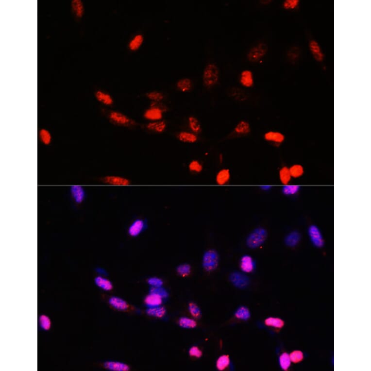 Immunofluorescence - Anti-JAB1 Antibody (A89558) - Antibodies.com