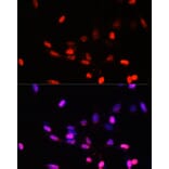 Immunofluorescence - Anti-JAB1 Antibody (A89558) - Antibodies.com