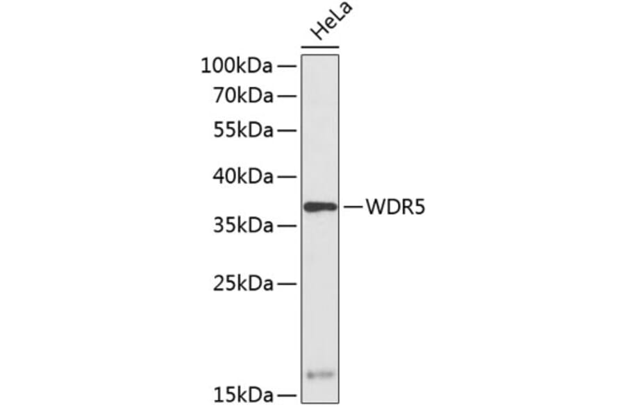 Western Blot - Anti-WDR5 Antibody (A89559) - Antibodies.com