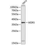 Western Blot - Anti-WDR5 Antibody (A89559) - Antibodies.com