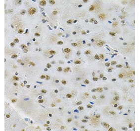 Immunohistochemistry - Anti-Otx2 Antibody (A89561) - Antibodies.com