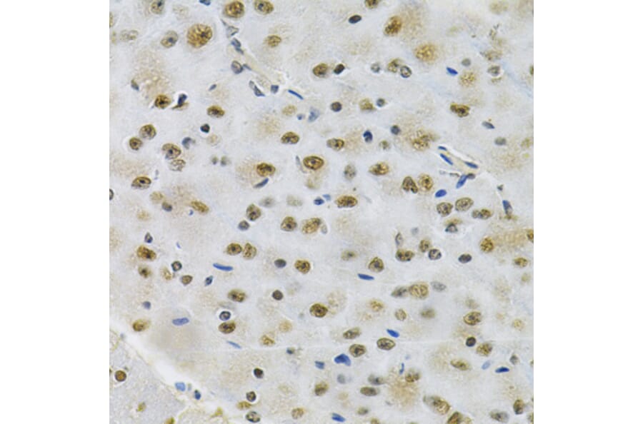 Immunohistochemistry - Anti-Otx2 Antibody (A89561) - Antibodies.com