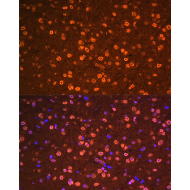 Immunofluorescence - Anti-Otx2 Antibody (A89561) - Antibodies.com