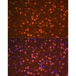 Immunofluorescence - Anti-Otx2 Antibody (A89561) - Antibodies.com