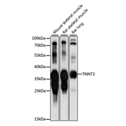 Western Blot - Anti-TNNT3 Antibody (A89562) - Antibodies.com