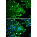 Immunofluorescence - Anti-CACNG4 Antibody (A14118) - Antibodies.com