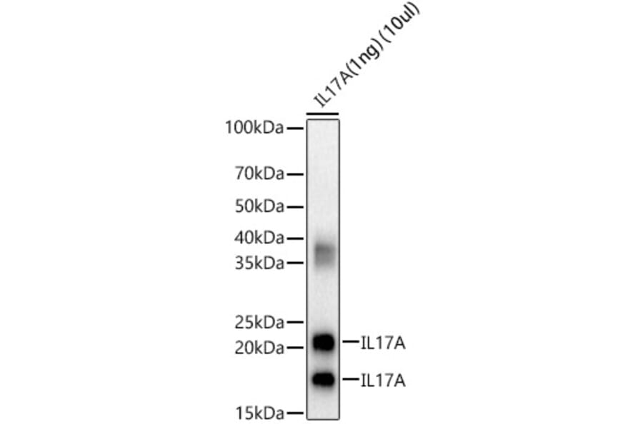 Western Blot - Anti-IL-17A Antibody (A89567) - Antibodies.com