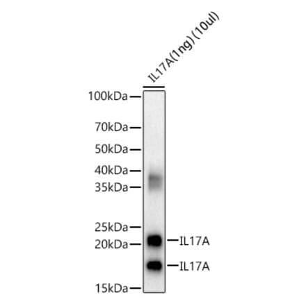 Western Blot - Anti-IL-17A Antibody (A89567) - Antibodies.com